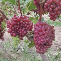 Top Quality Crimson Seedless fresh Grapes